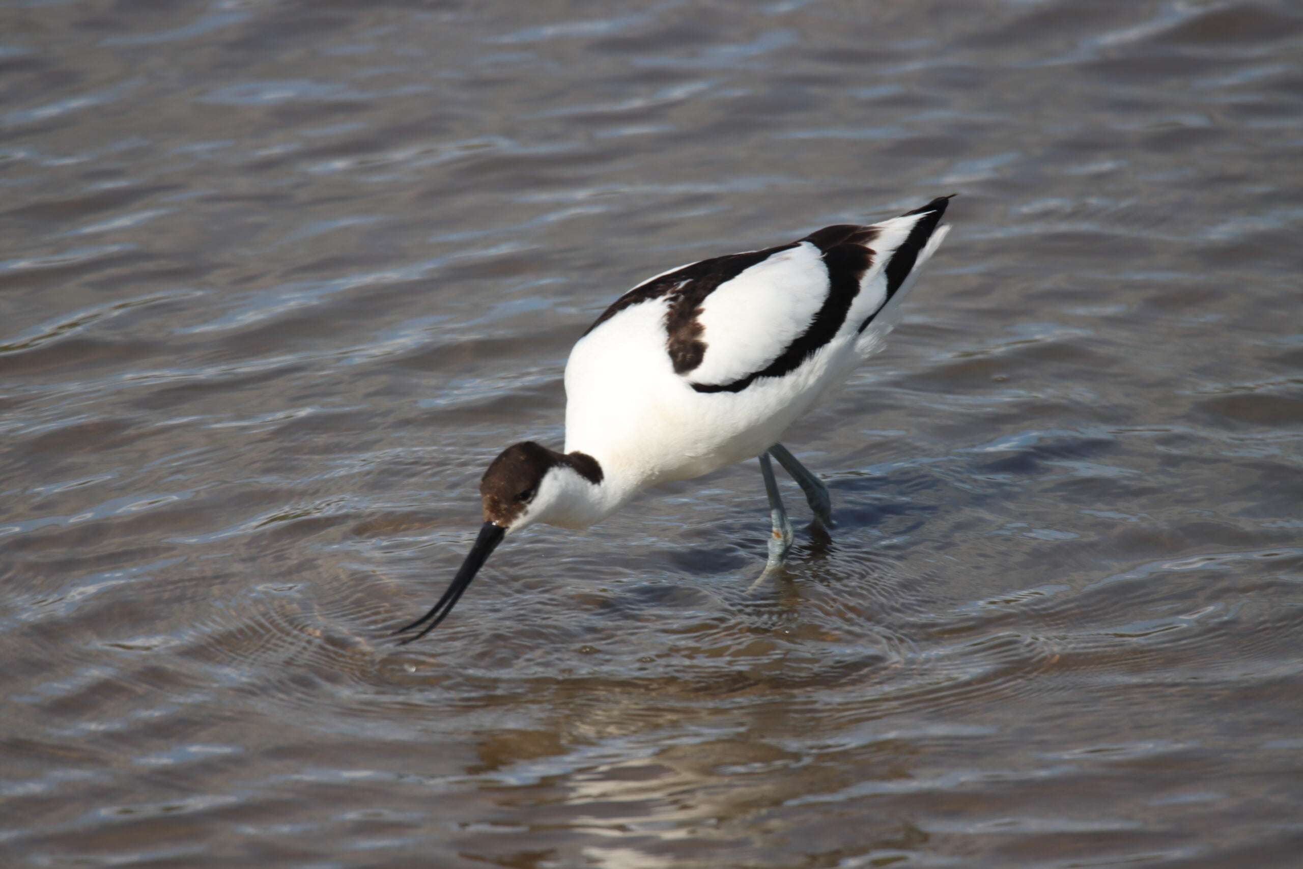 Avocets