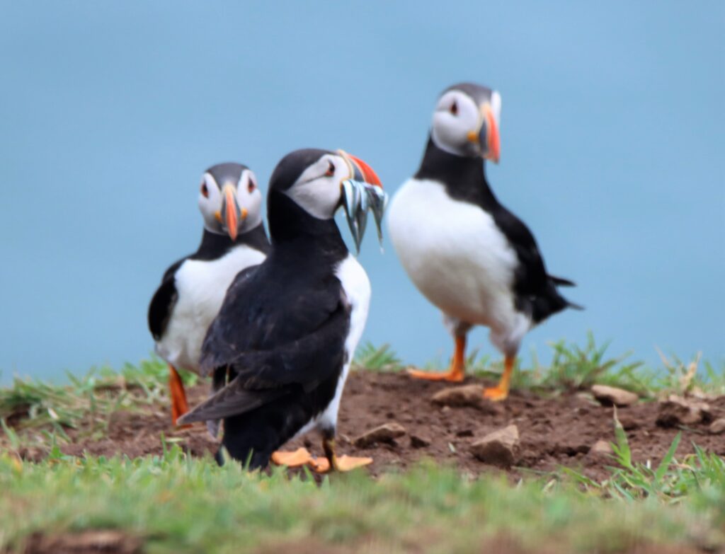 Puffins of Skomer Island