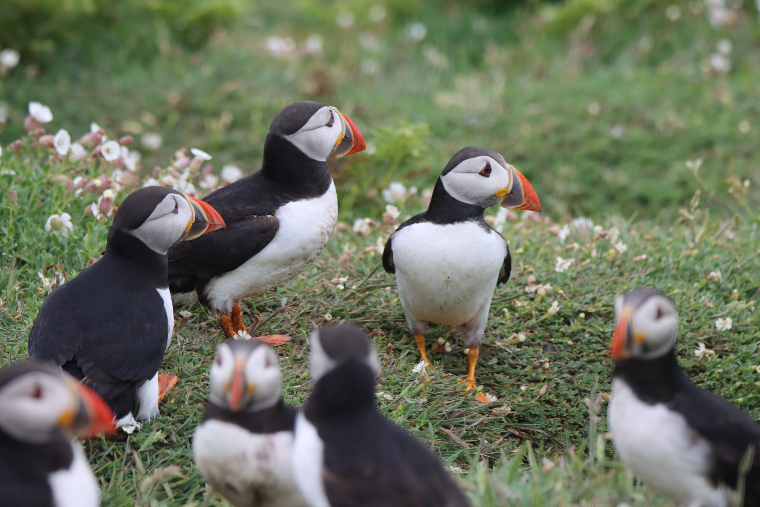 Skomer Island Puffins