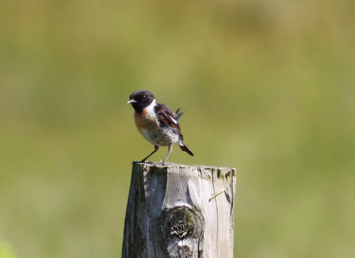 Stonechat