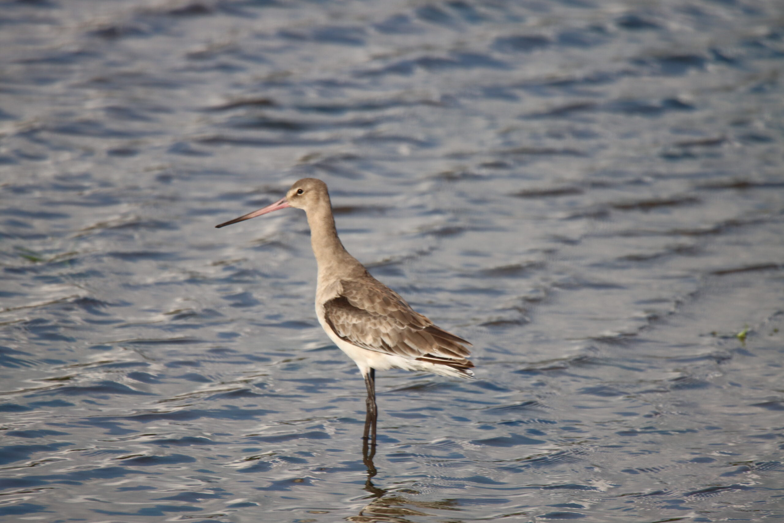 Black Tailed Godwit › wanderscapes365