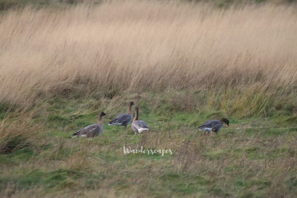 Pink footed geese