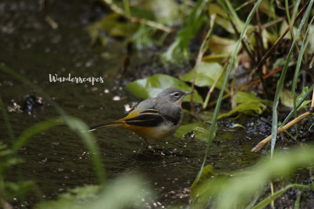 Grey Wagtail