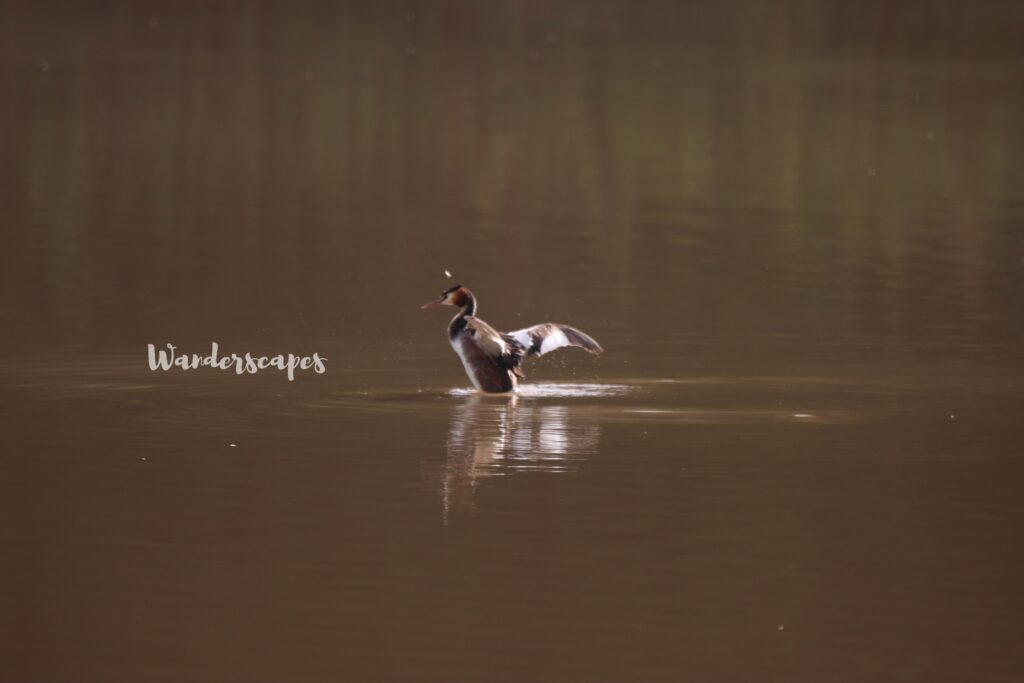 Greater Crested Grebe