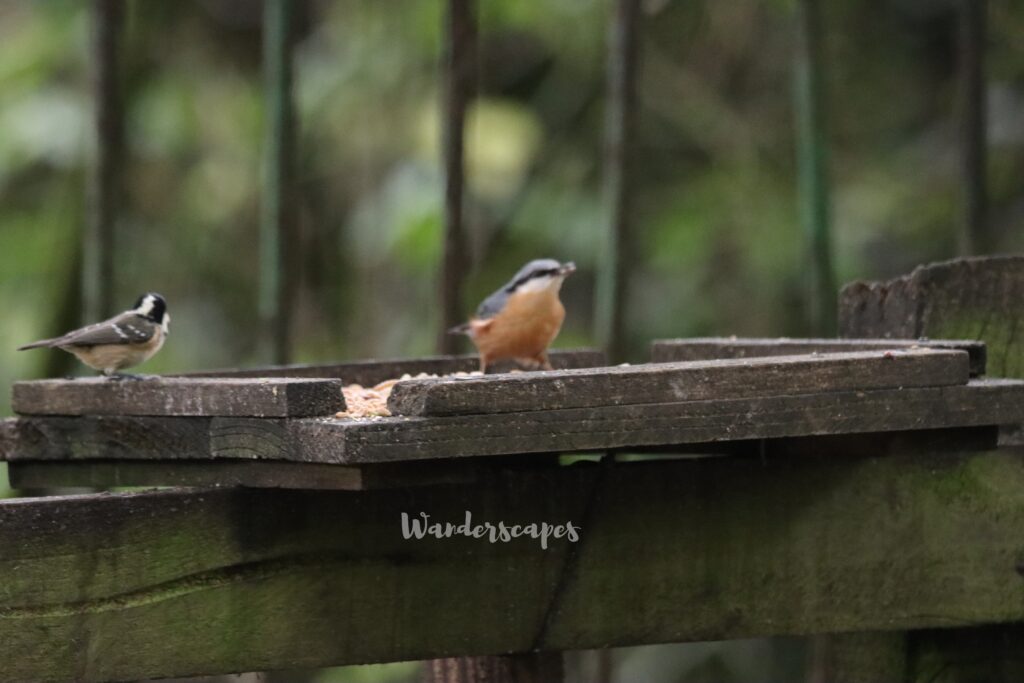 coal tit and nuthatch on feeding table