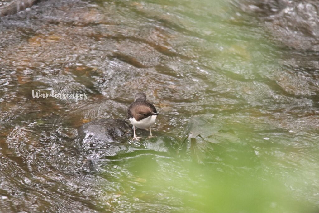 Dipper in water