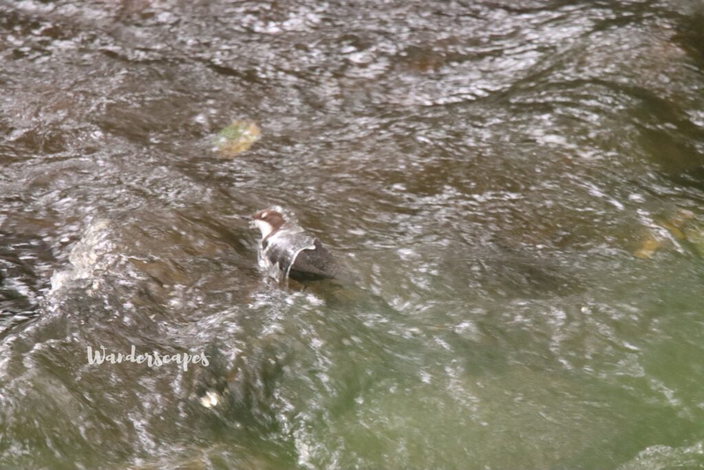 Dipper with water flowing over its body