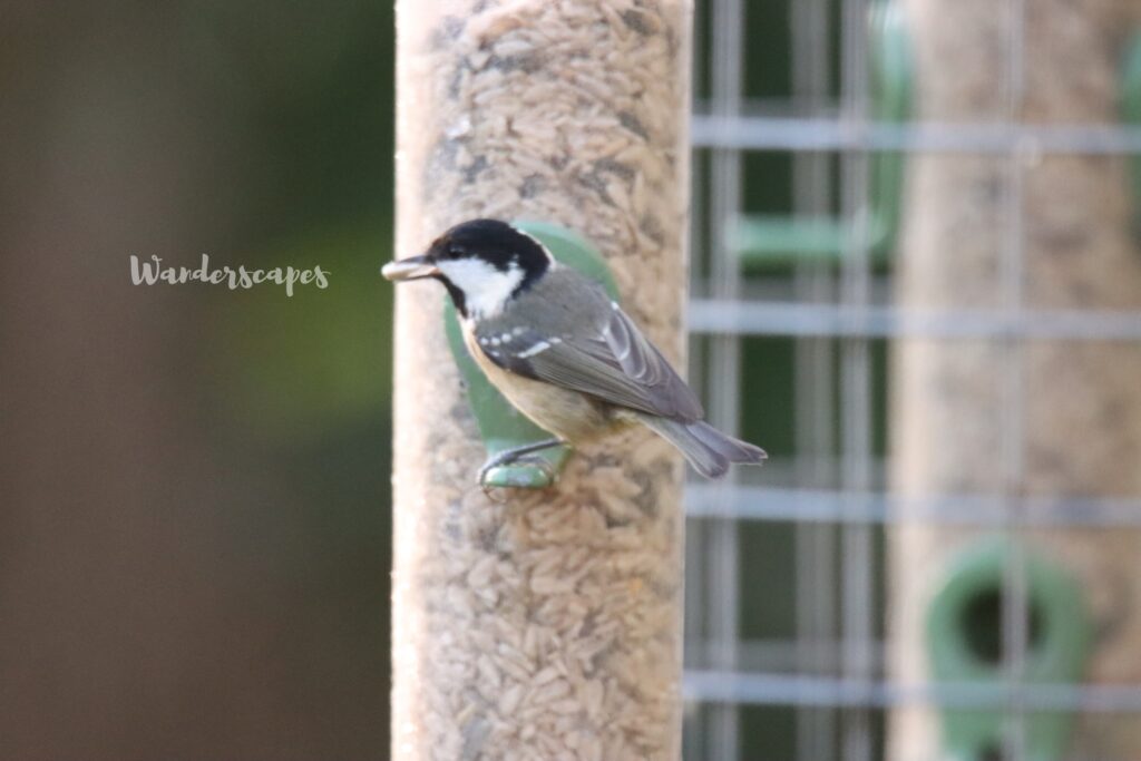 Marsh Tit