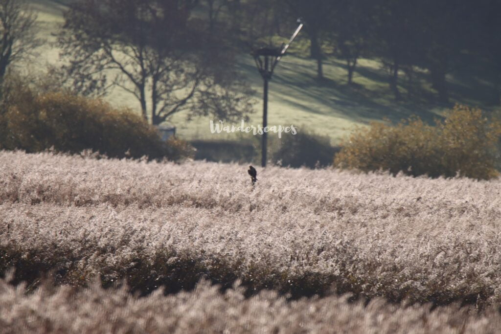 Marsh Harrier