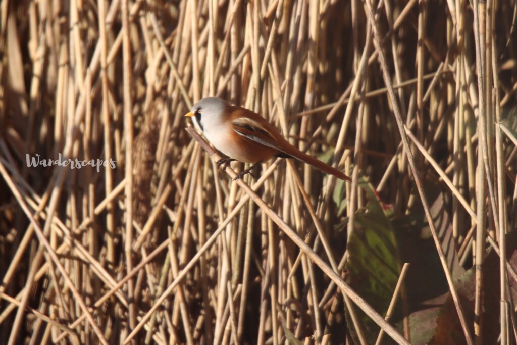 Male Bearded tit on a reed