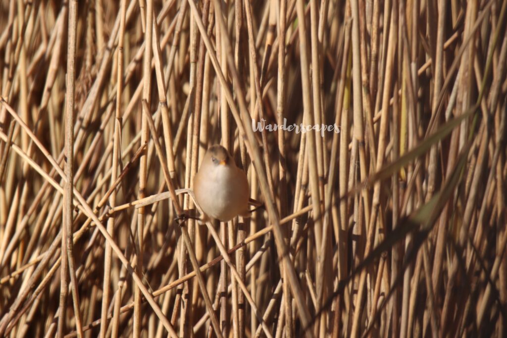 Bearded tit