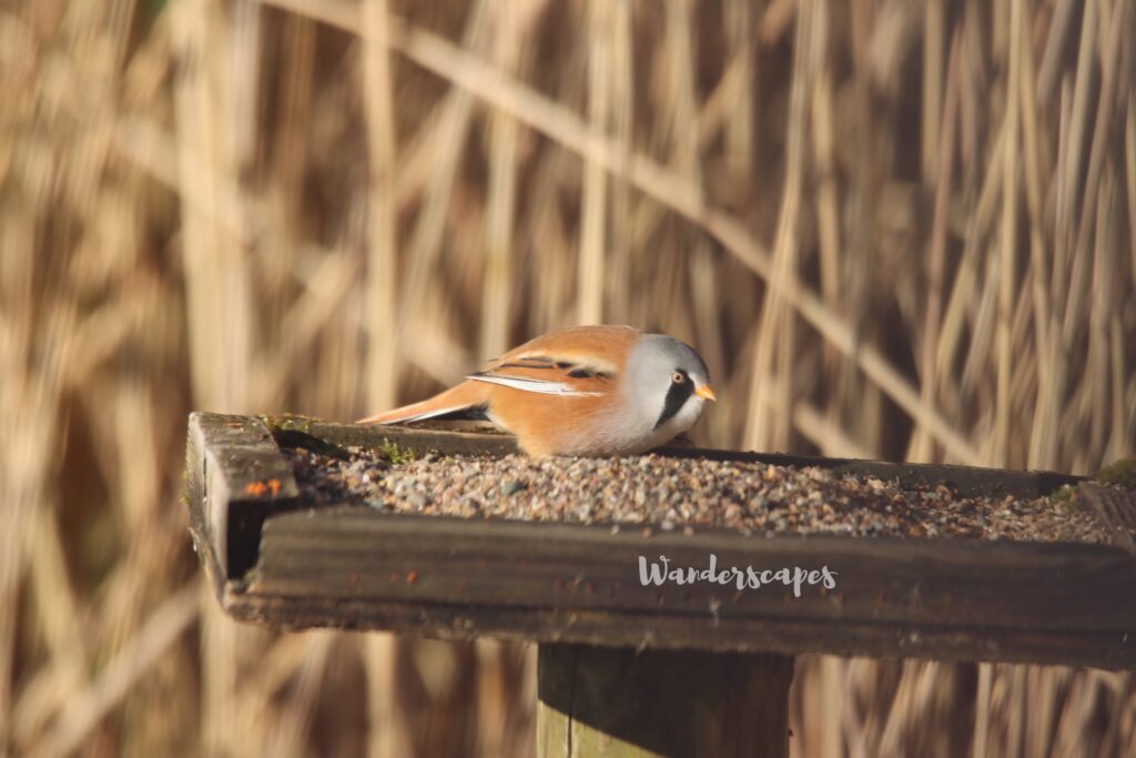 Bearded Tit on Grit Tray