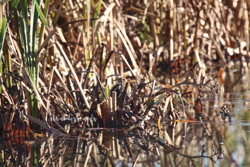 Camouflaged snipe