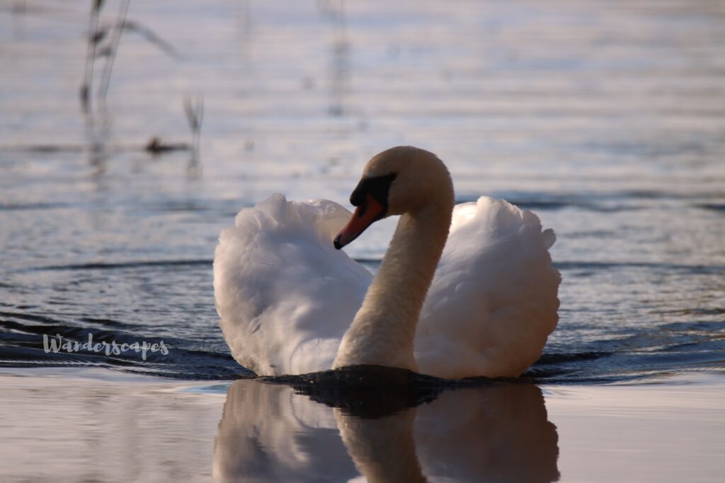 Mute swan with wings in heart shape