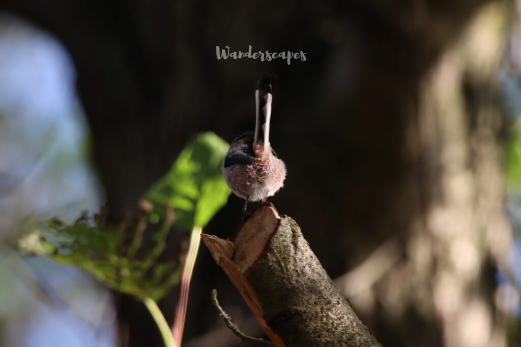 Long tailed tit - back view