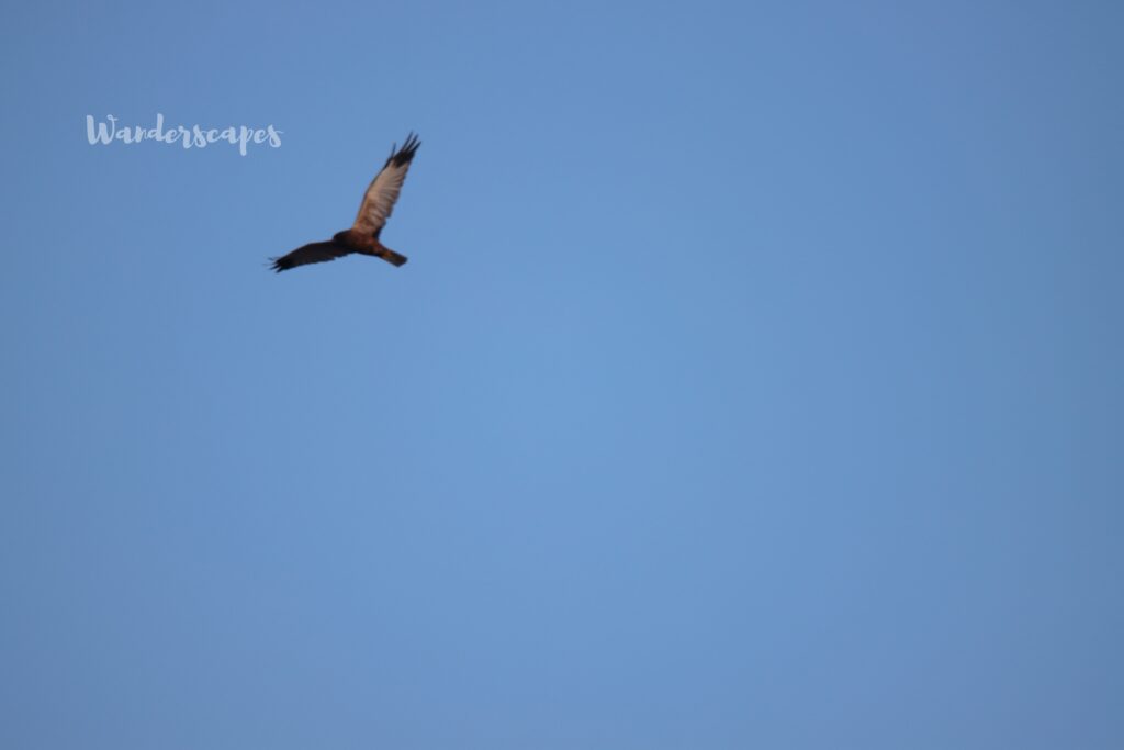 Marsh Harrier