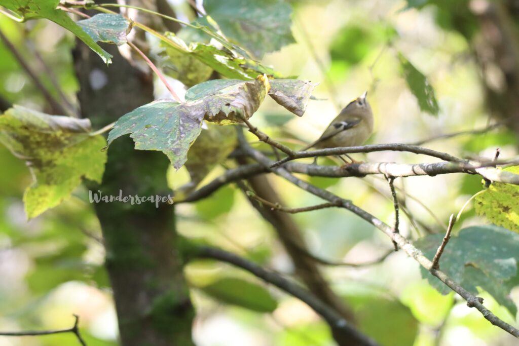 Goldcrest