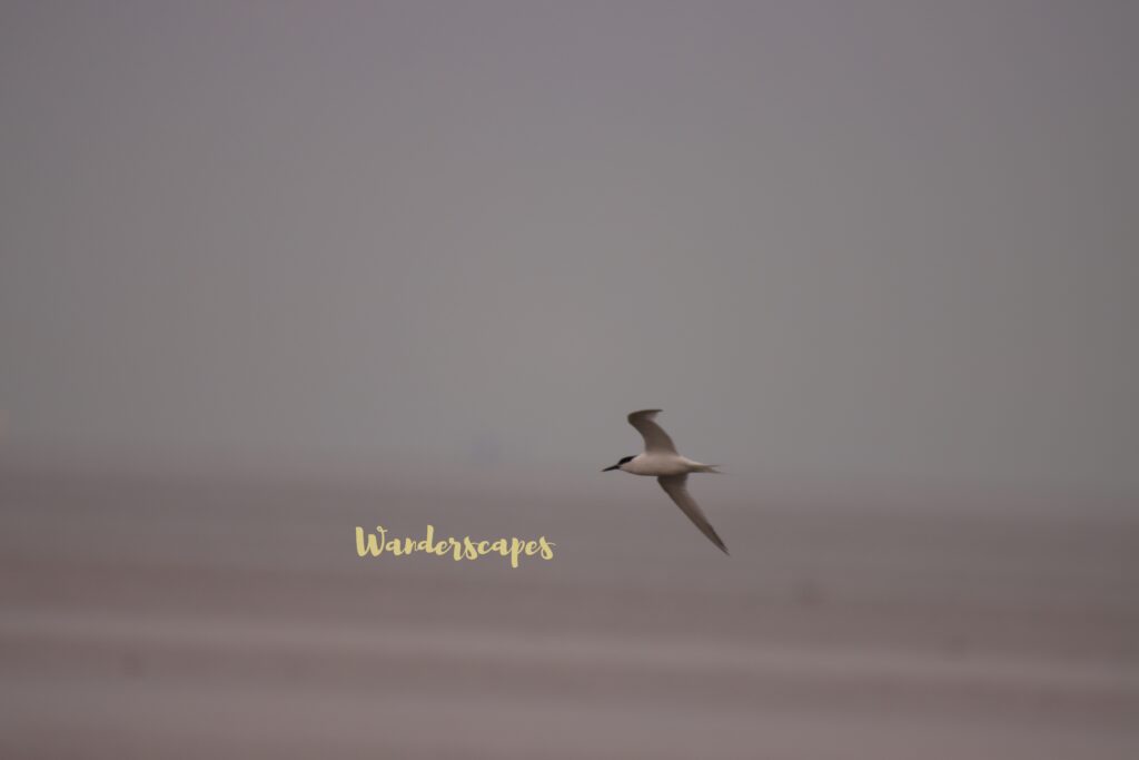 Sandwich Tern Flying