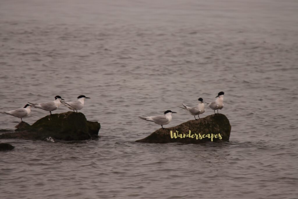 Sandwich Terns on a rock