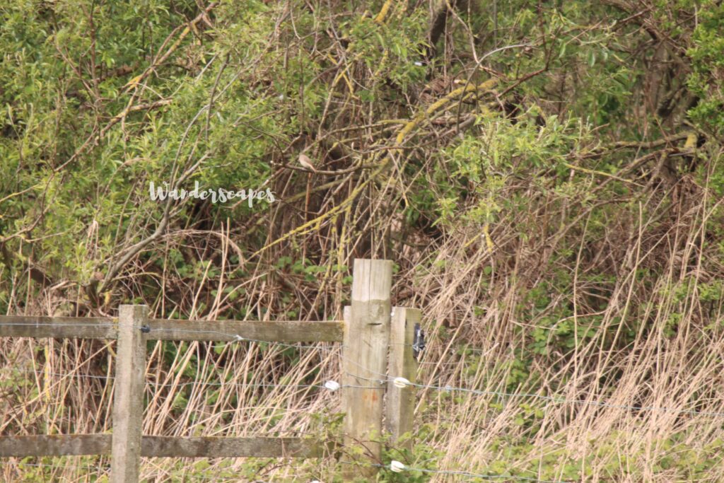 Sightings of Female Redstart in a field