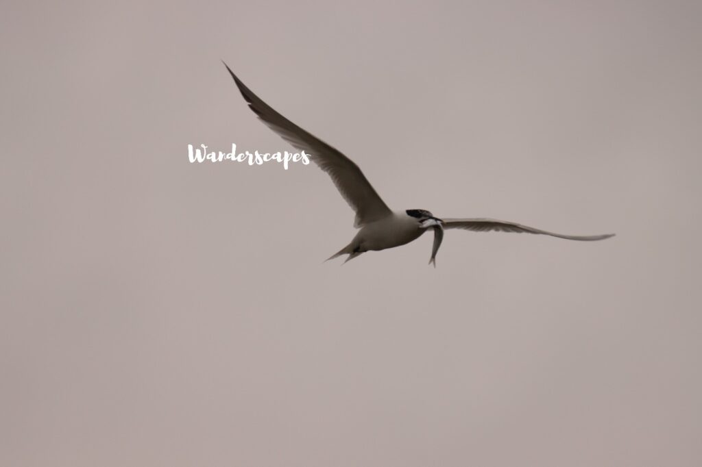 Tern with fish