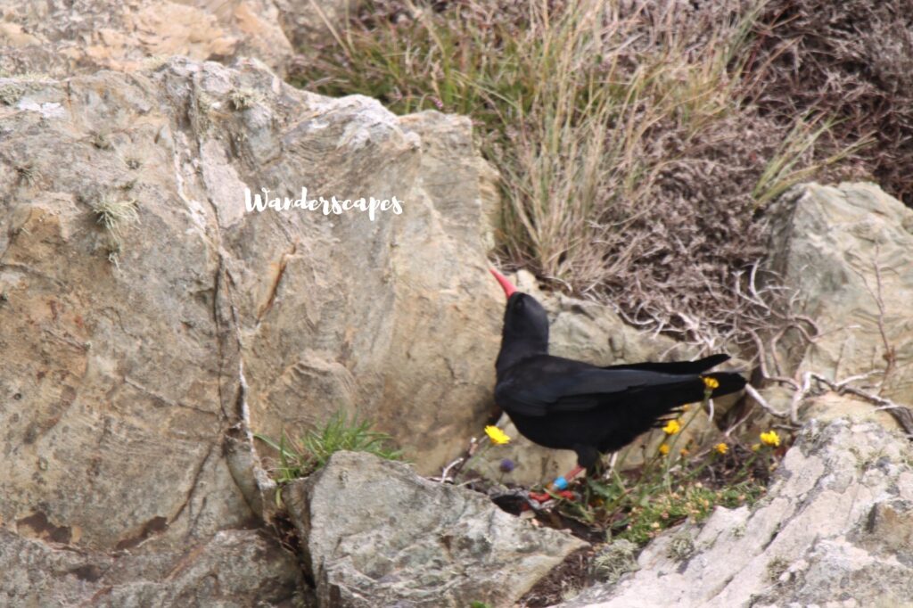 Redbilled Chough