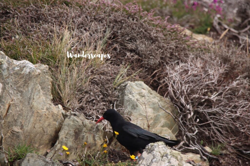 Chough