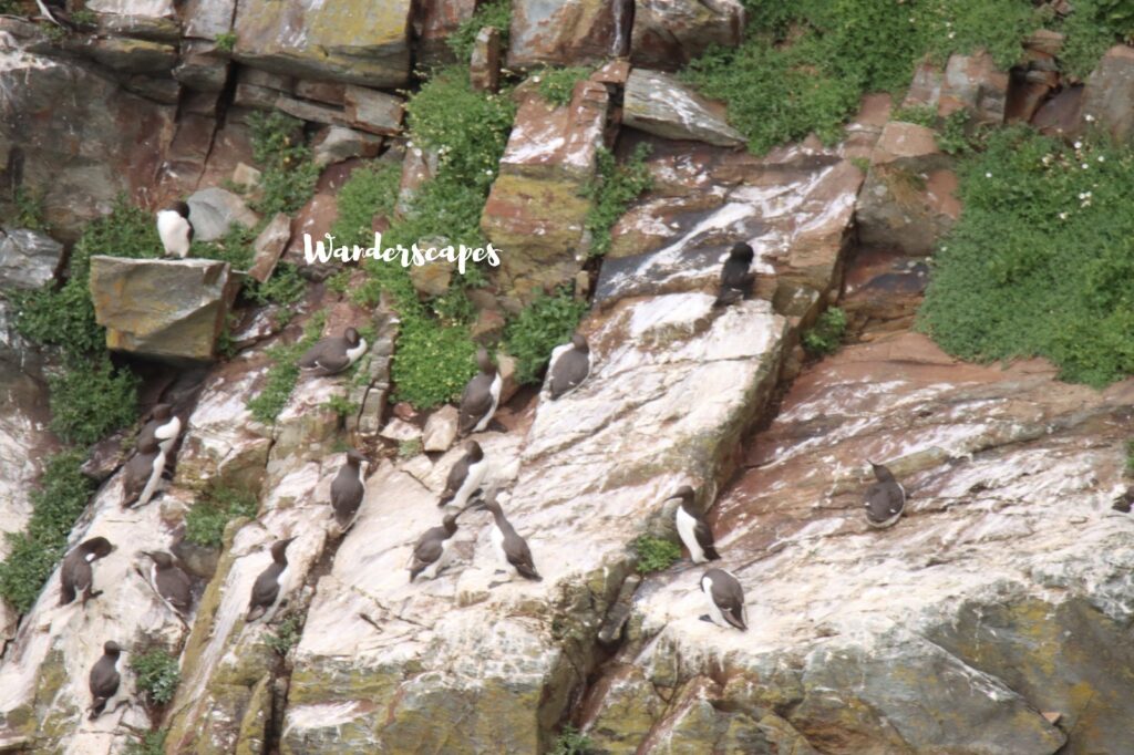 Bird colony