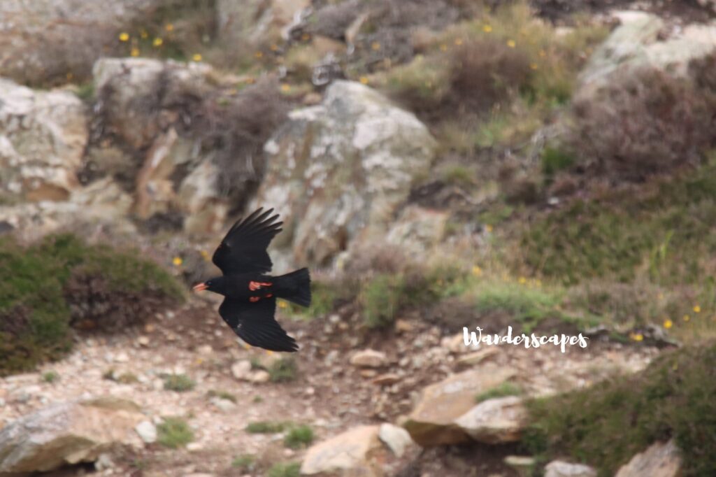 Red Billed Chough flying