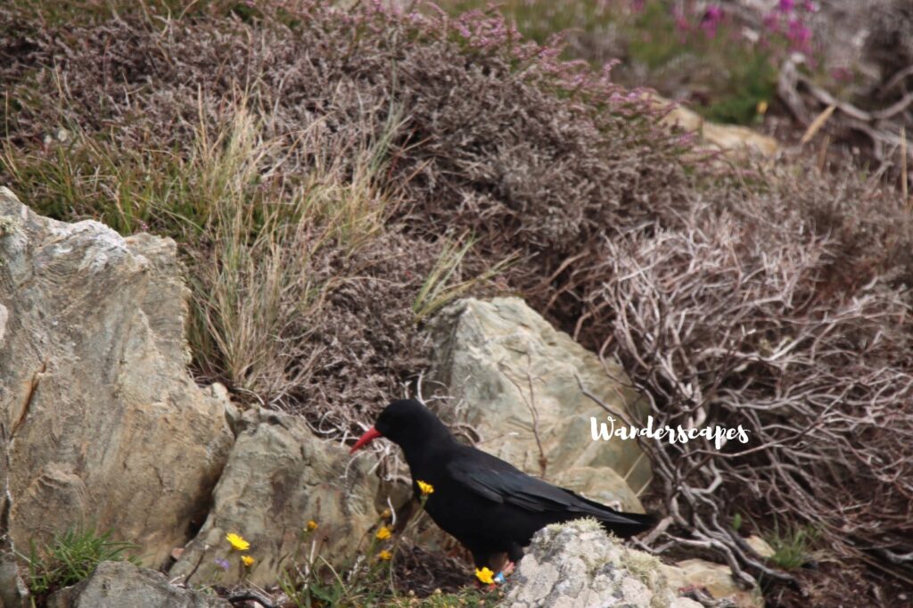 Chough at Anglesey