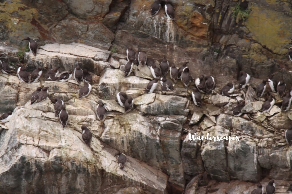 Birds on Anglesey cliff side