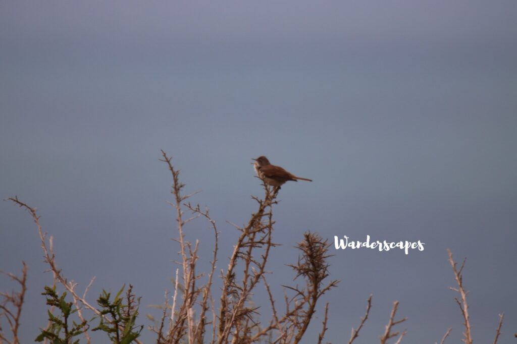 Whitethroat singing