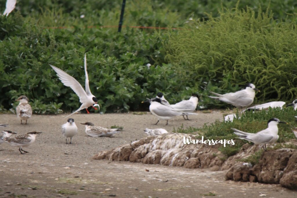 Roseate Tern landing