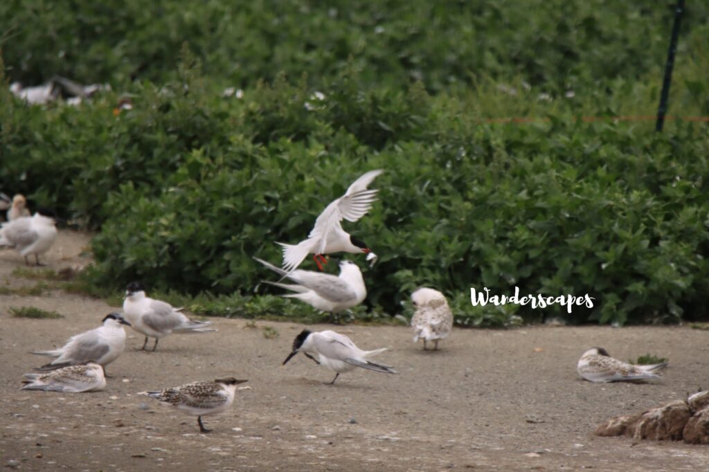 Roseate Tern