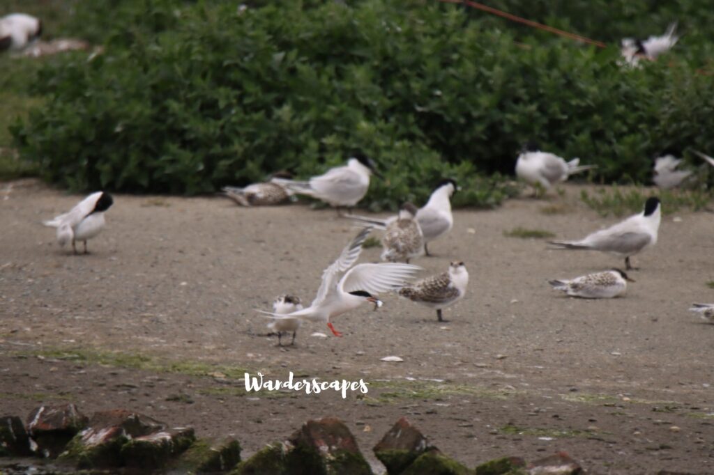 Roseate Tern with feed