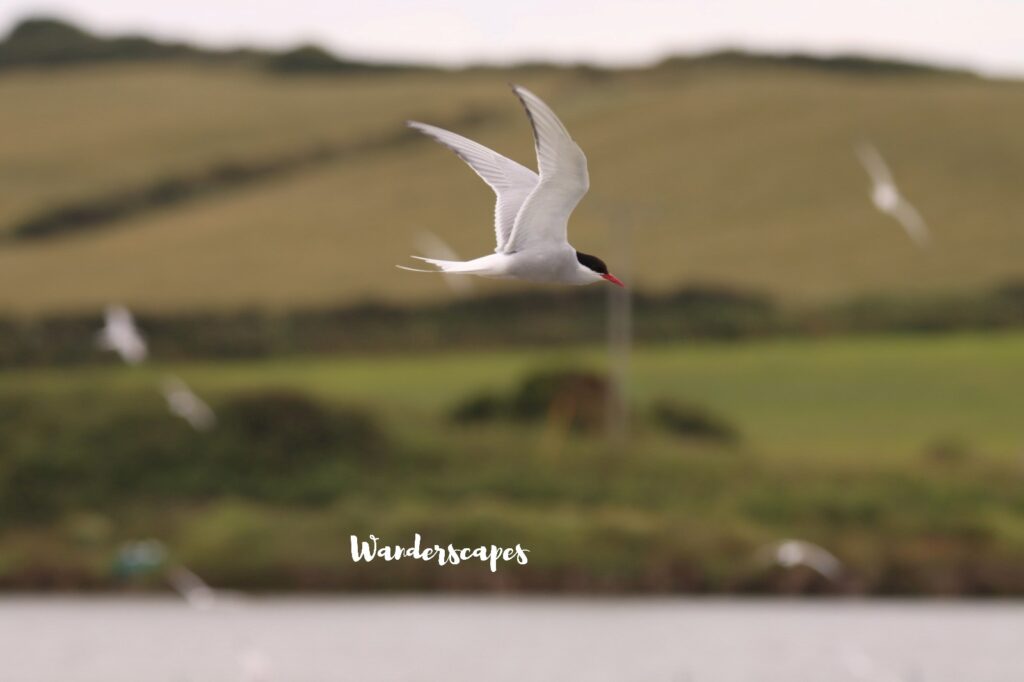 Artic tern