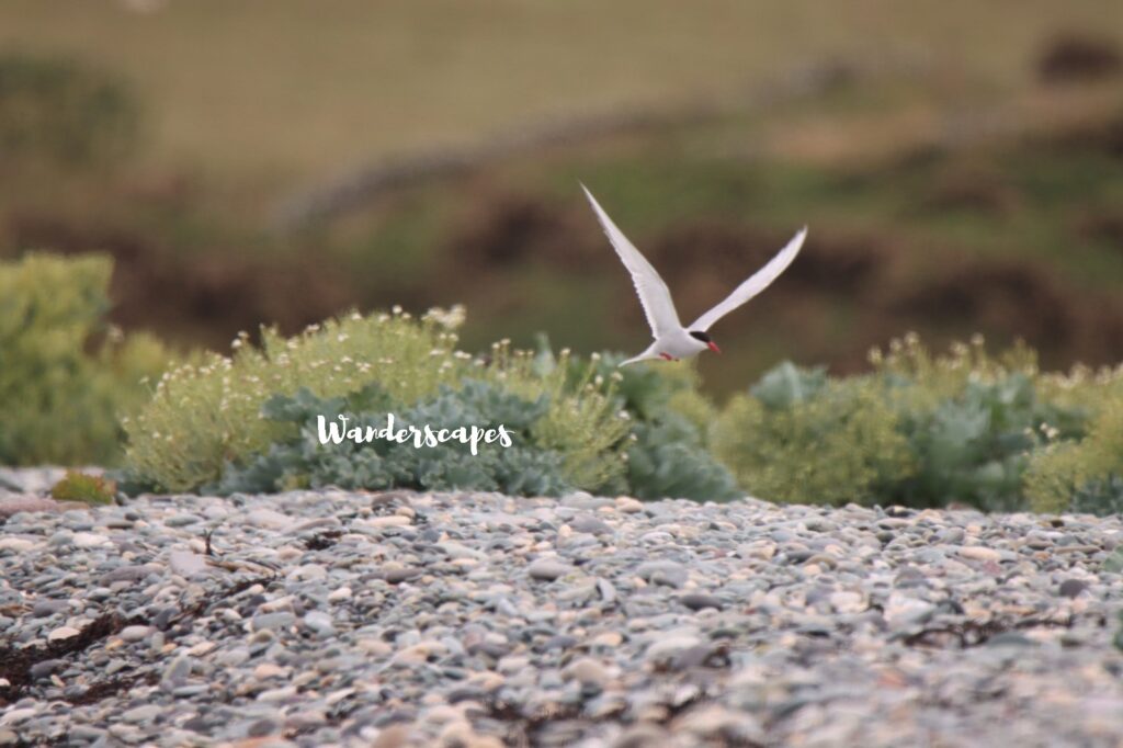 Tern