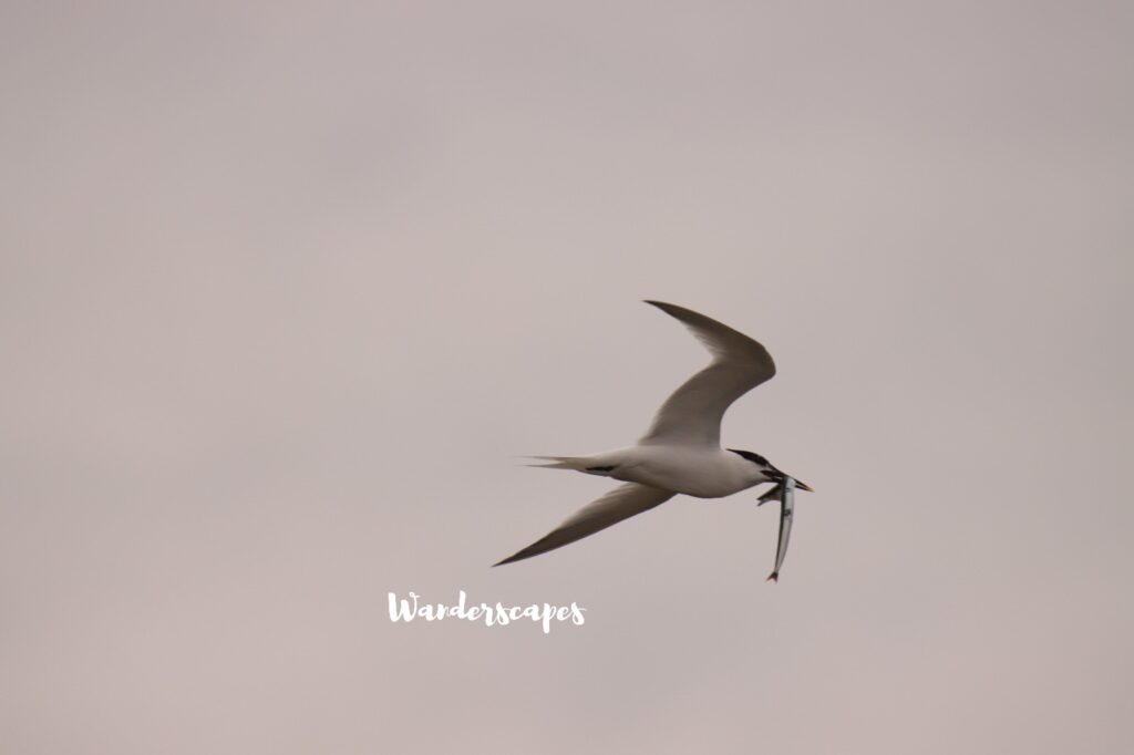 Sandwich tern with feed