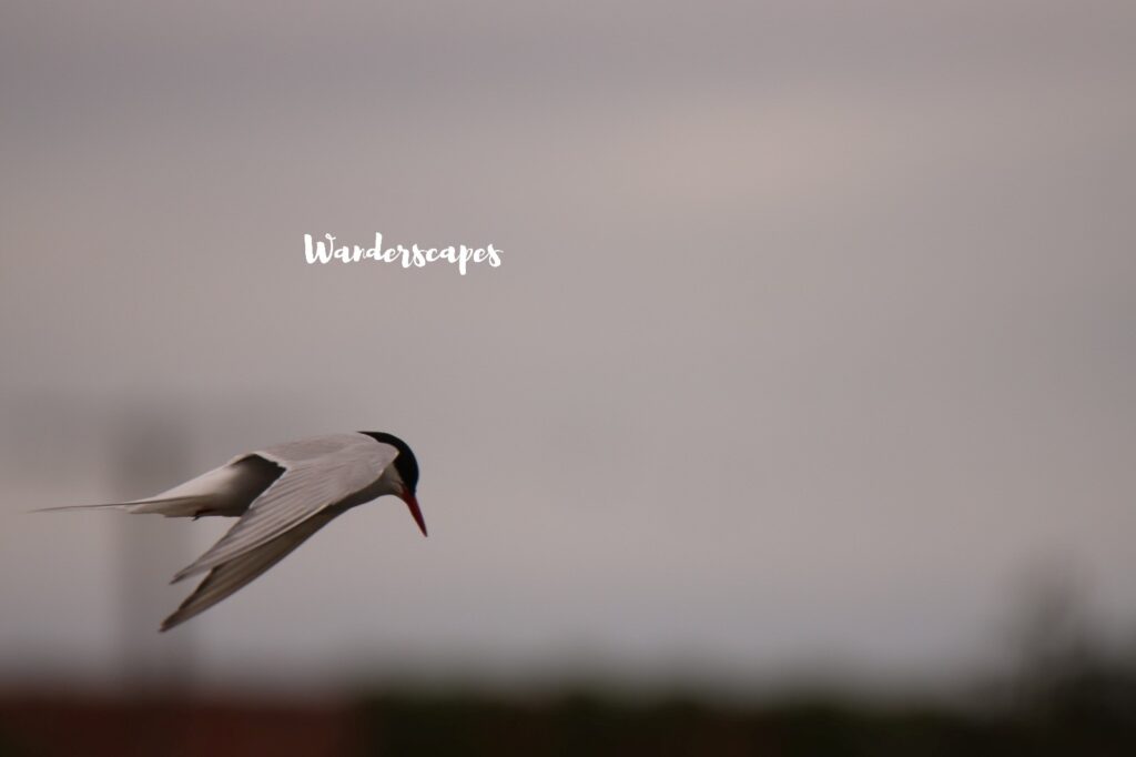 tern