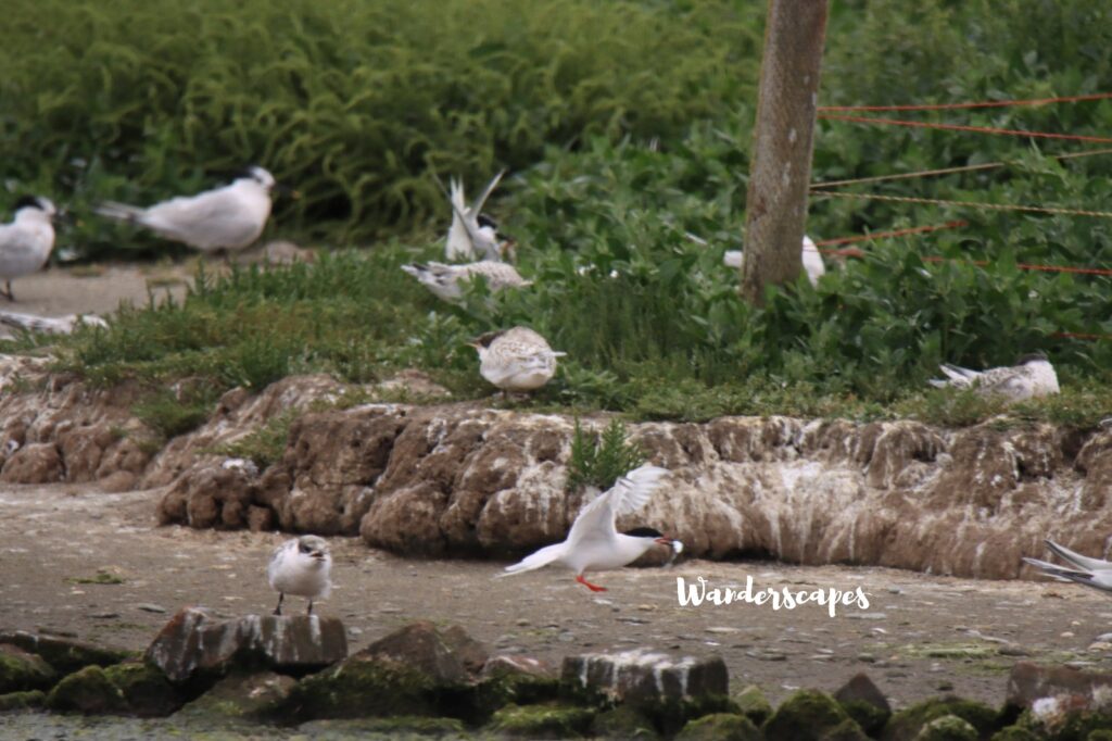 Roseate Tern